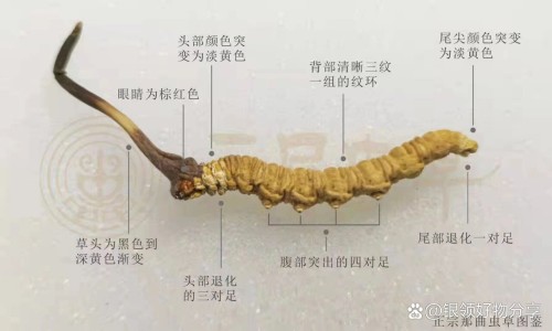 枸杞灵芝泡水喝的功效网 - 为你提供枸杞灵芝泡水喝的功效和作用、灵芝枸杞茶的功效